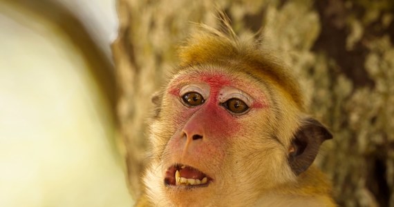 Urząd miejski w Delhi wynajął 40 płoszycieli małp, żeby trzymali makaki z dala od miejsc, w których w przyszły weekend odbędzie się szczyt G20. Tak zwani "małpi wallahowie" umieją naśladować głosy agresywnych langurów, których boją się makaki. W każdym hotelu, w którym mają zatrzymać się delegaci, będzie dyżurował przynajmniej jeden płoszyciel - poinformował w piątek portal CNN.