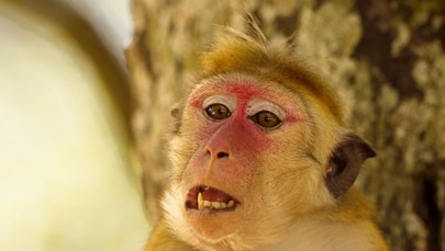 Małpy nie przeszkodzą w szczycie G20? Płoszyciele dostali zadanie