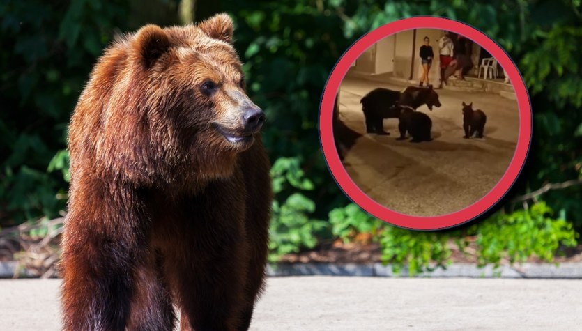 shock in Italy.  The female bear was shot, and her cubs were orphaned