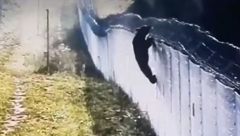 Granița cu Belarus.  Un urs a încercat să spargă un baraj lituanian