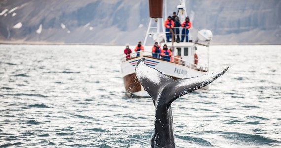 Islandia dała zielone światło na wznowienie połowów wielorybów. Ekolodzy biją na alarm, bo płetwale poławiane w celach komercyjnych giną wyjątkowo okrutną i bolesną śmiercią.