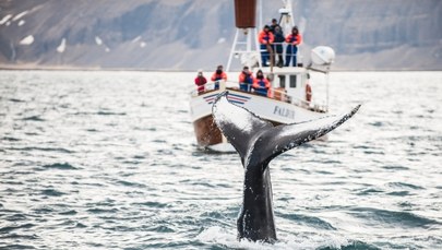 Harpun z granatem. Islandia wznawia rzeź wielorybów