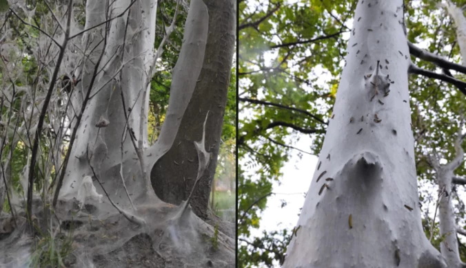 Drzewa pokryte pajęczynami w polskich lasach. "To wyrok"