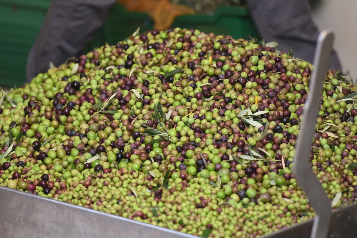 Cena oliwy z oliwek, podstawowego produktu żywnościowego w Hiszpanii, podwoiła się w ciągu roku i nadal rośnie - wynika z danych tamtejszego ministerstwa rolnictwa. W sierpniu za litr oleju trzeba było zapłacić od 10 do 13 euro, a za 5-litrową butelkę - od 27 do 45 euro, w zależności od gatunku. To najwyższa cena od dekady - wylicza dziennik "ABC".
