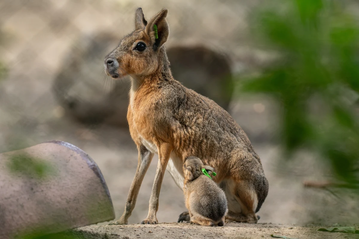 Często mylone są z kapibarami, królikami, a nawet świnkami morskimi. Jednak nowymi lokatorkami wrocławskiego zoo nie są żadne z tych zwierząt, a chronione mary patagońskie. W tym roku we wrocławskim ogrodzie zoologicznym urodziły się już cztery mary.