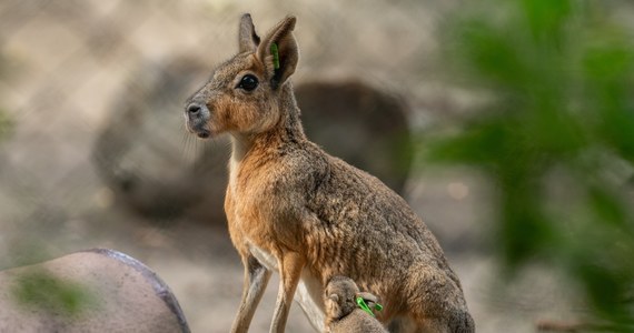 Często mylone są z kapibarami, królikami, a nawet świnkami morskimi. Jednak nowymi lokatorkami wrocławskiego zoo nie są żadne z tych zwierząt, a chronione mary patagońskie. W tym roku we wrocławskim ogrodzie zoologicznym urodziły się już cztery mary.