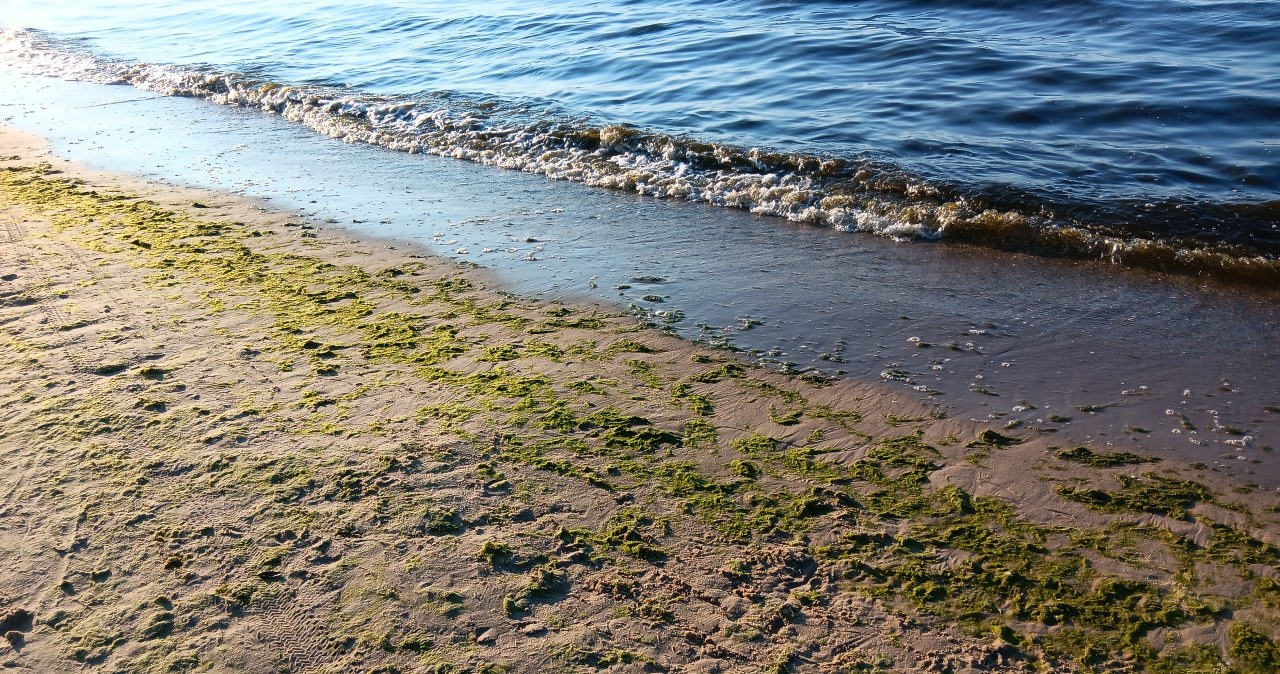 Morze Bałtyckie będzie coraz cieplejsze. Naukowcy wskazują, co to oznacza