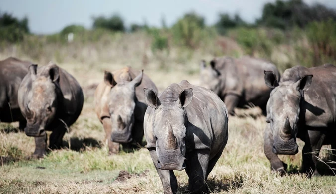 81-latek sprzedał największą farmę nosorożców. "Zabrakło mi pieniędzy"
