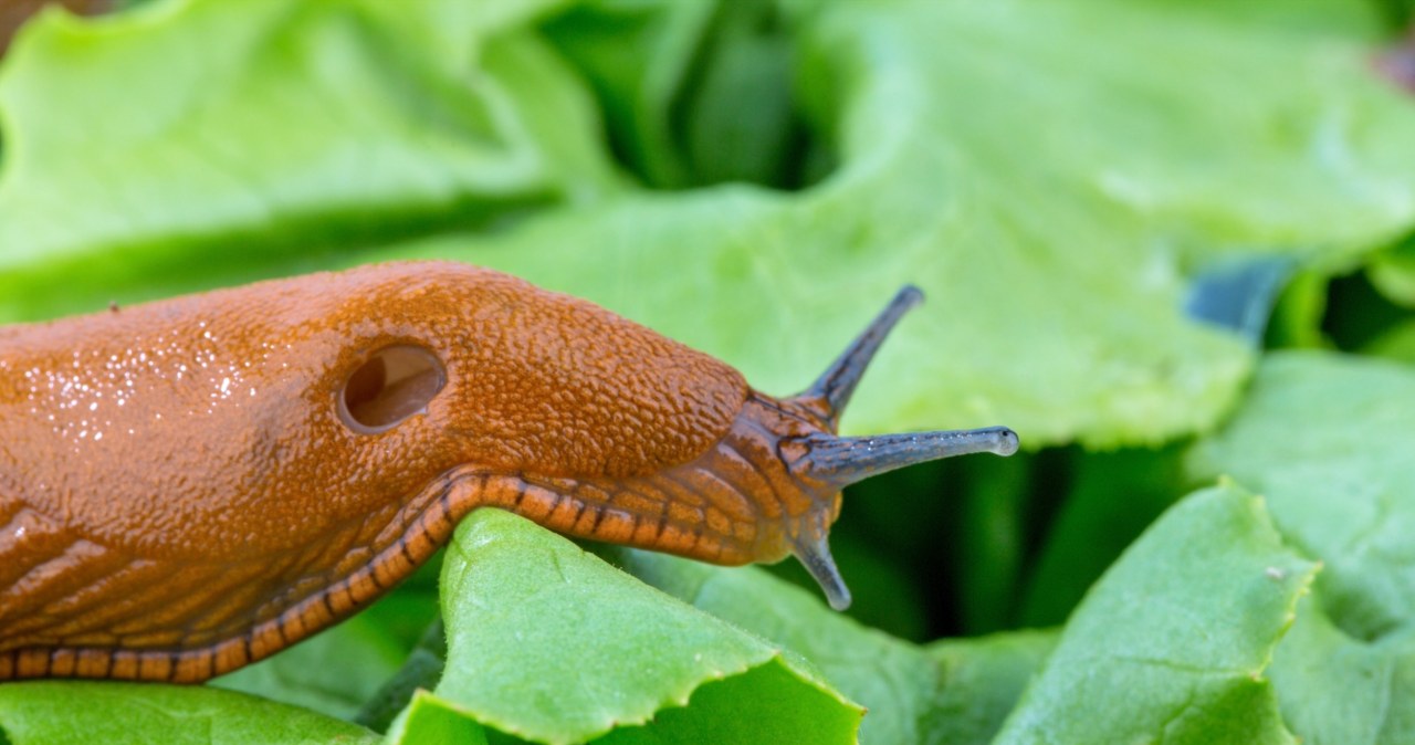 Zrób to z ziemią w ogrodzie. Wiosną nie będzie ani jednego ślimaka