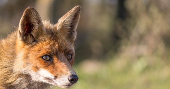 W województwie mazowieckim rusza jesienna akcja szczepienia lisów przeciwko wściekliźnie. Szczepionka będzie wykładana ręcznie lub zrzucana z samolotów. Nie wolno jej dotykać - przypomina Mazowiecki Urząd Wojewódzki.