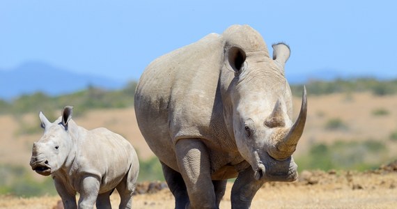 Dwa tysiące nosorożców białych południowych zostanie wypuszczonych na wolność przez organizację non-profit African Parks - poinformował we wtorek portal BBC. Zwierzęta żyły na farmie w północno-zachodniej prowincji Republiki Południowej Afryki. Badacze klasyfikują te nosorożce jako gatunek bliski zagrożenia.