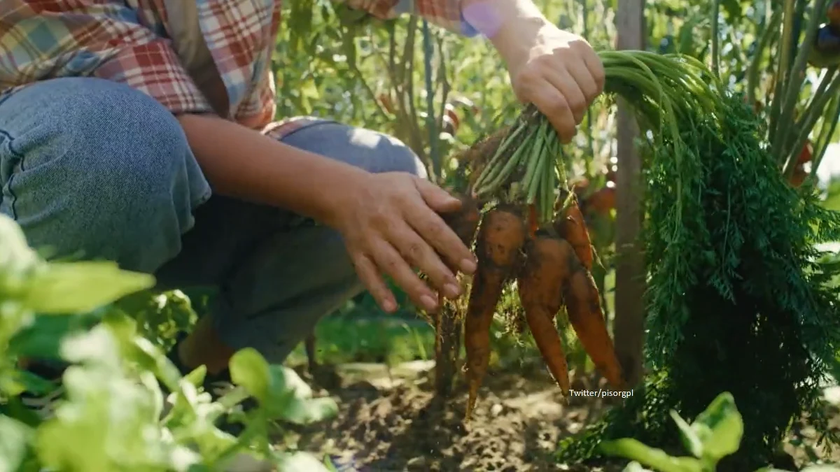 Dziś partia Prawo i Sprawiedliwość przedstawiła kolejny punkt swojego programu. Chodzi o program "Lokalna półka". "To wprowadzenie obowiązku, aby markety w swojej ofercie miały minimum 2/3 owoców, warzyw, produktów mlecznych i mięsnych oraz pieczywa pochodzących od lokalnych dostawców" - zapowiedział w środę doradca prezydenta Jan Krzysztof Ardanowski. "Konsumenci mają się czego bać. PiS wygasza konkurencyjność w kwestii ceny. Teraz będzie decydować pochodzenie. Nie wierzę w niższą polską cenę" - tak propozycję skomentował w Rozmowie o 7:00 w RMF FM i Radiu RMF24 były prezydent Bronisław Komorowski. 