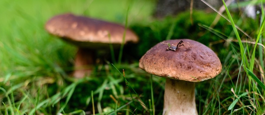 Większość osób grzyby wyobraża sobie jako kluczowy składnik  smacznego, aromatycznego posiłku. Z reguły nie kojarzy się ich z leczeniem. Okazuje się jednak, że mogą one stanowić substancję stosowaną w procesie terapeutycznym. 