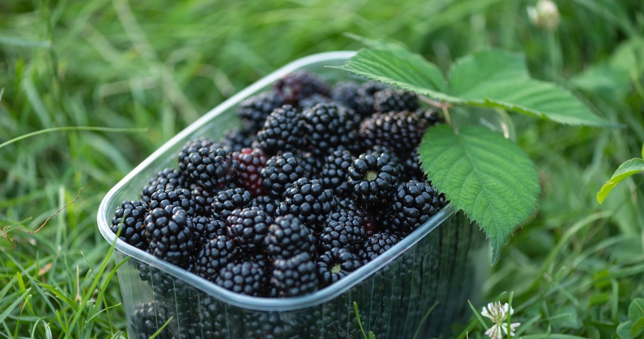  Nawet 30 kilogramów owoców z jednego krzaku. Działkowcy za nią szaleją