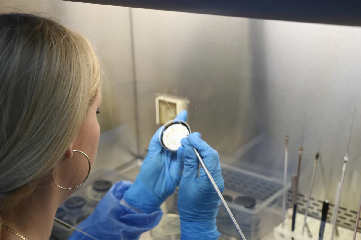 Badanie sanepidu nie wykazało obecności legionelli w kolejnych 10 próbkach wody z rzeszowskiego wodociągu – poinformowały dziś służby sanitarne. Urzędnicy zapewniają, że woda jest czysta i bezpieczna. Pozostaje pytanie, jak doszło do zakażeń? Przyczyna wciąż nie została ustalona, może mieć związek z wysokimi temperaturami.   