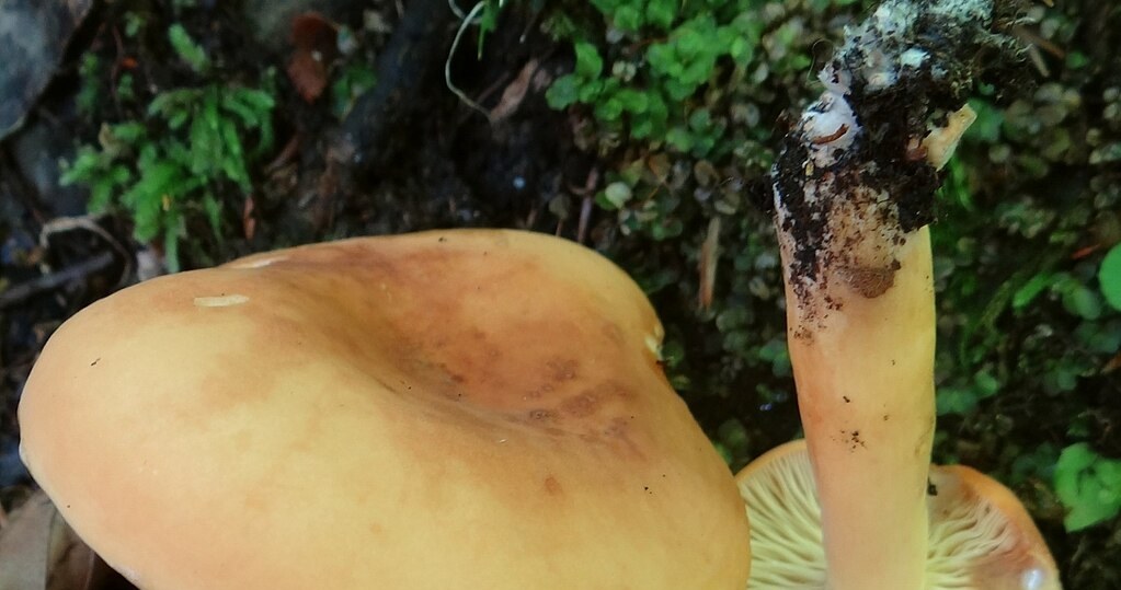 Mało kto wie, iż te grzyby są jadalne. A można je jeść choćby na surowo