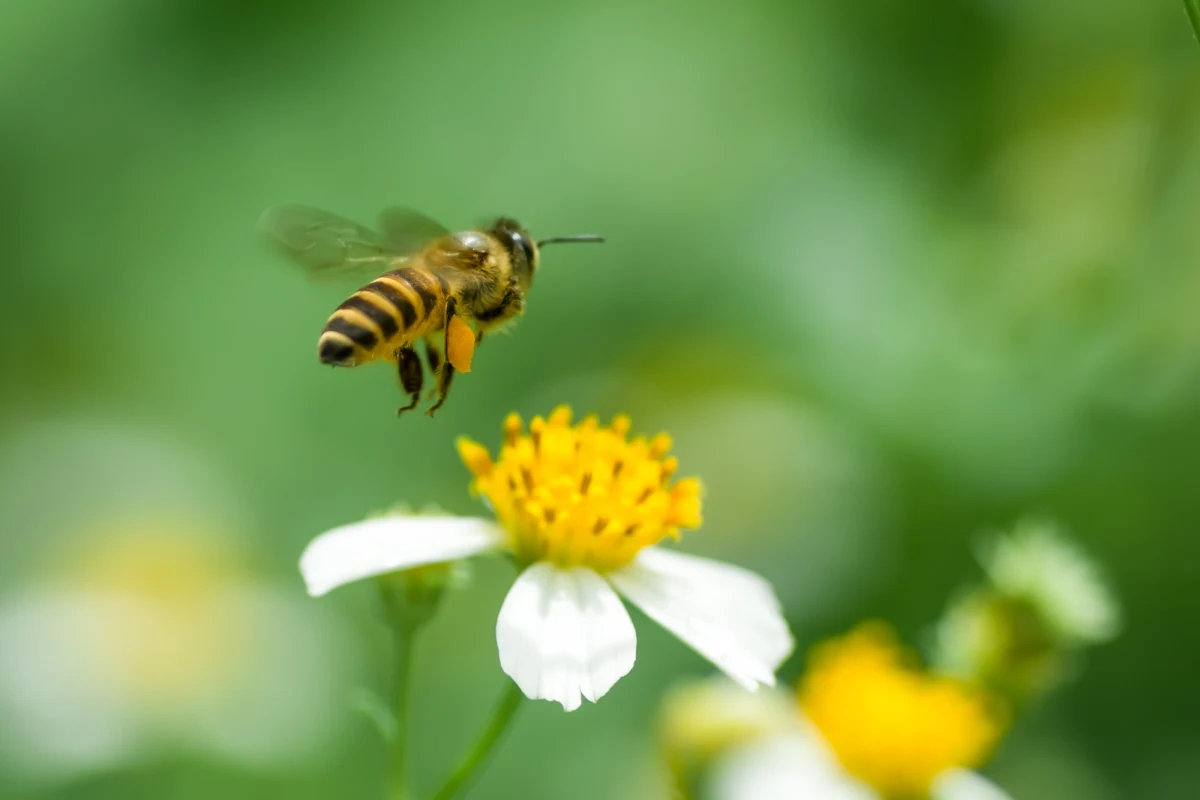 Samorząd województwa warmińsko-mazurskiego do 13 września przyjmuje wnioski od gmin na dofinansowanie sadzenia roślin miododajnych. Nasadzenia takich drzew i krzewów mają pozytywnie wpłynąć na ochronę bioróżnorodności w regionie.