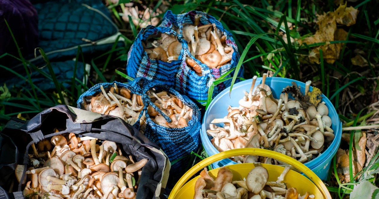 "Wronie uszy" w polskich lasach. Za 1 kg tego grzyba płacą 400 zł