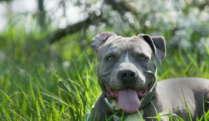 Amstaff zaatakował dziecko. Dziewczynka broniła swojego psa