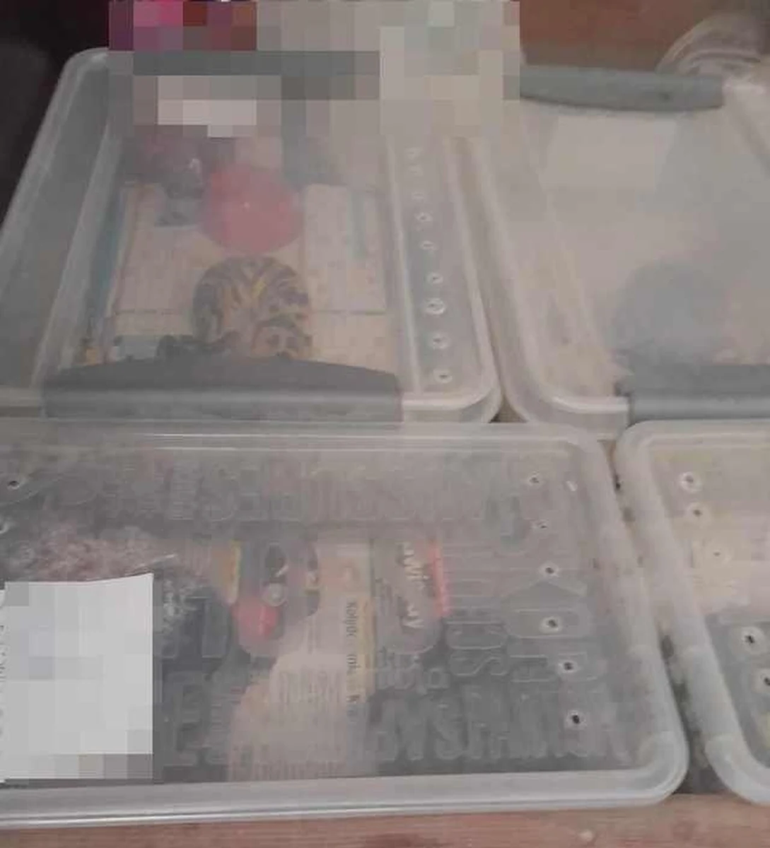Kilkanaście węży i jaszczurek zabrali z mieszkania w centrum Bytomia policjanci wspólnie z Powiatowym Inspektoratem Weterynarii. Właściciel zwierząt posiadał co prawda stosowne zezwolenia na ich hodowanie, ale według służb, nie zapewnił wszystkim wymaganej przepisami opieki.