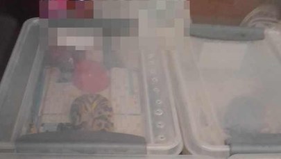 Bytom: Węże w plastikowych pudełkach 