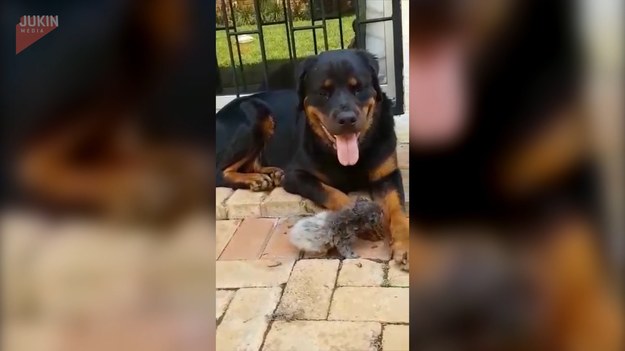 Jak pies z kotem? Nie w tym przypadku. Zobaczcie, jak czule rottweiler opiekuje się małym kotkiem.