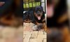 Rottweiler opiekuje się małym kotkiem. Rozczulające