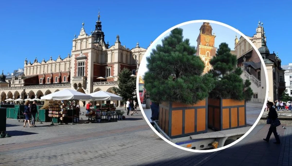 14 sosen czarnych w donicach stanęło na Rynku Głównym w Krakowie. "To rozwiązanie tymczasowe, zostały postawione w miejscach, w których potencjalnie można by posadzić drzewa" - wyjaśnił Piotr Kempf, dyrektor Zarządu Zieleni Miejskiej w Krakowie.