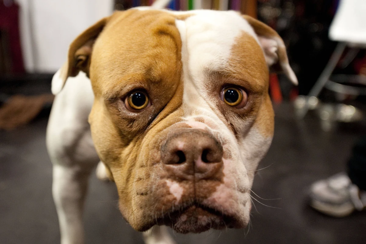 14-latka została pogryziona przez amstaffa. Przeskoczył ogrodzenie jednej z posesji i zaatakował dziewczynkę, która trzymała na rękach swojego psa. “Na razie prowadzone są czynności w sprawie o wykroczenie" - powiedziała oficer prasowy jarocińskiej policji asp. sztab. Anna Jaworska-Wojnicz.