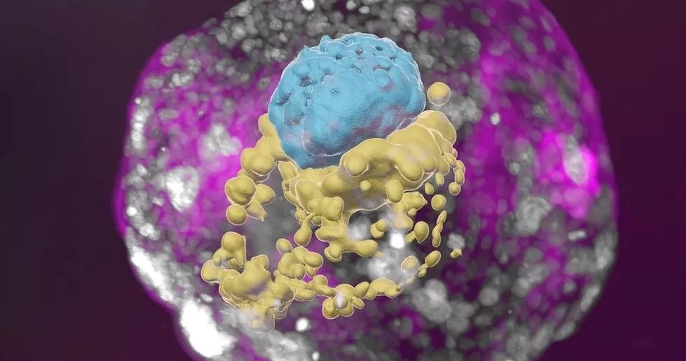 Naukowcy wyhodowali w laboratorium strukturę, która bardzo przypomina wczesny embrion ludzki. Ale zamiast plemników, komórek jajowych czy macicy, wykorzystali komórki macierzyste.  