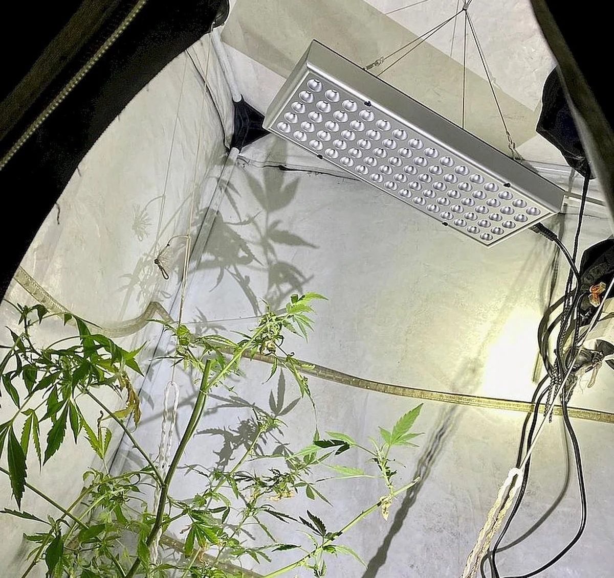 Policjanci zatrzymali 28-latka z powiatu puckiego, który w piwnicy prowadził nielegalną uprawę konopi indyjskich a w mieszkaniu miał środki odurzające. Zabezpieczono 4 donice roślin, sprzęt oświetleniowy i nagrzewający oraz susz roślinny, wagę oraz młynek.  O jego dalszym losie mężczyzny zdecyduje sąd.