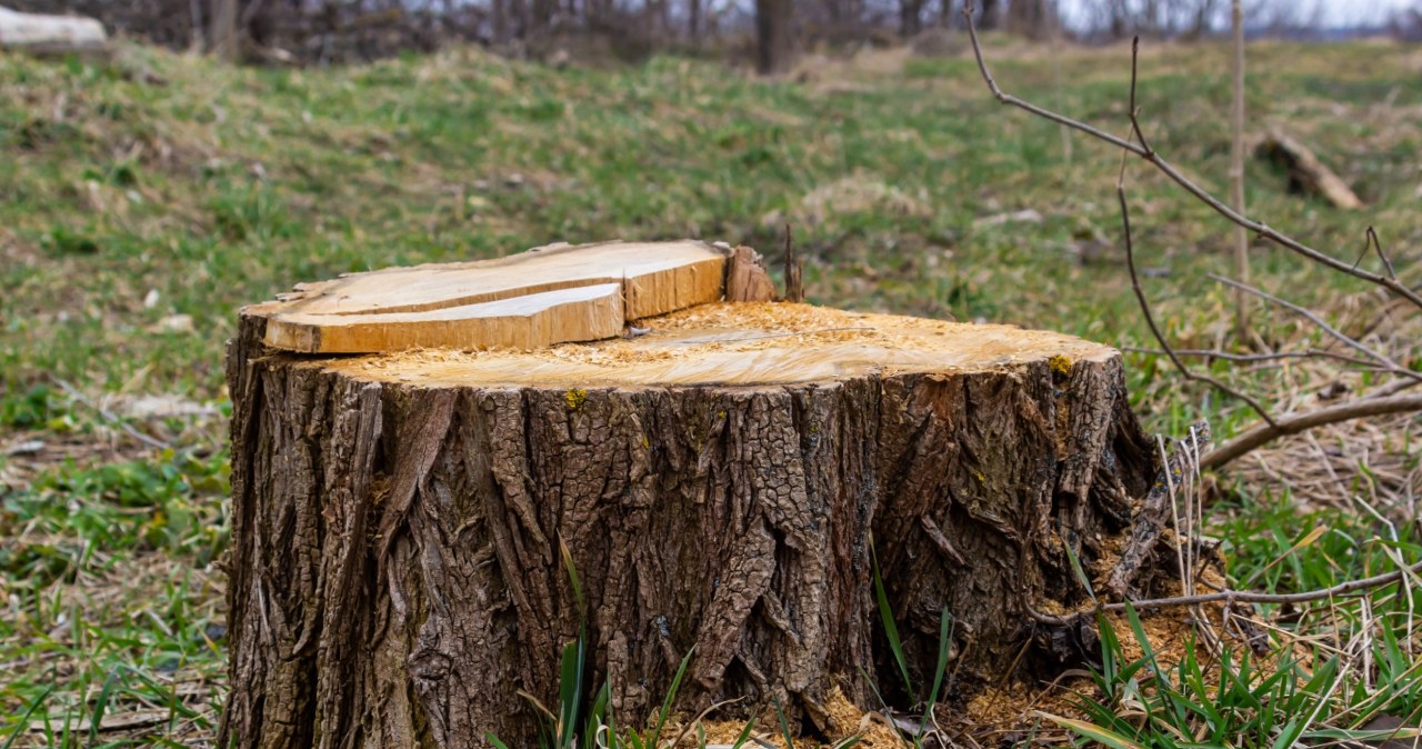 Tak pozbędziesz się pnia bez koparki. Wystarczy, iż wlejesz do niego to