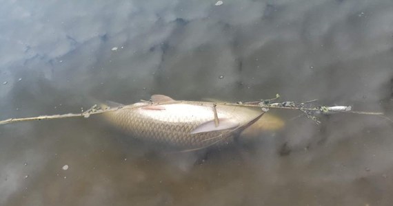 ​Śnięte ryby pojawiły się w zalewie Muchawka w Siedlcach na Mazowszu. Na miejscu pracują służby.