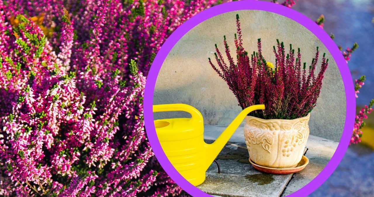 Największa ozdoba jesiennych ogródków. Jak pielęgnować wrzosy?