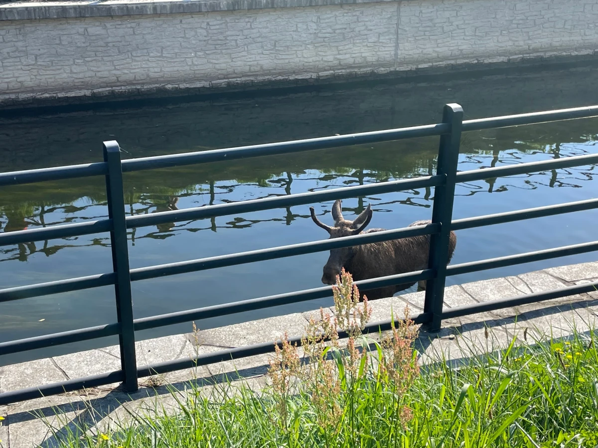Łoś uwięziony został w Kanale Raduni w pobliżu południowej obwodnicy Gdańska. Zwierzę od wczoraj nie może wydostać się z zabytkowego kanału. Po naszej interwencji łosiem zajęły się służby. Zwierzę zostało już uwolnione.