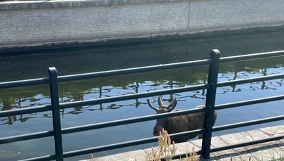 Łoś uwięziony w Kanale Raduni. Jest już na wolności