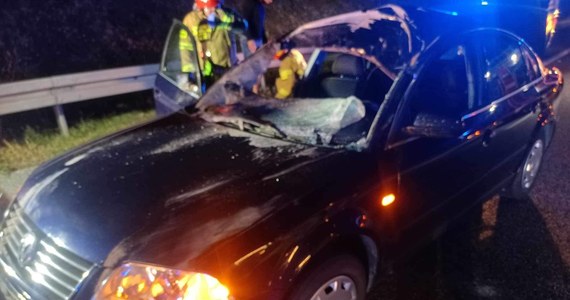 Dwie osoby zostały zabrane do szpitala w wyniku zderzenia samochodu osobowego z łosiem na trasie S8 w Turzynie (woj. mazowieckie). Zwierzę zginęło na miejscu.