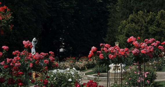 "Róże w zabytkowym parku w Łańcucie" – pod takim hasłem w najbliższy piątek i sobotę odbędą się spacery po ogrodzie słynnej rezydencji Lubomirskich i Potockich. Bilety wstępu kosztują 10 złotych. 
