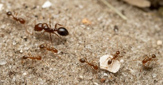 Jeden z najgroźniejszych w naturze gatunków inwazyjnych, czerwona mrówka ogniowa (Solenopsis invicta) jest już w Europie. Znalezienie pierwszych gniazd na Sycylii potwierdzili na łamach czasopisma "Current Biology" naukowcy z Institute of Evolutionary Biology w Hiszpanii. Znany ze swej żarłoczności, boleśnie gryzący owad został ponad rok temu wpisany na listę inwazyjnych gatunków obcych, stwarzających zagrożenie dla Unii Europejskiej. Teraz wiemy, że jest już w Europie, a jego przedostanie się na stały ląd jest tylko kwestią czasu. 