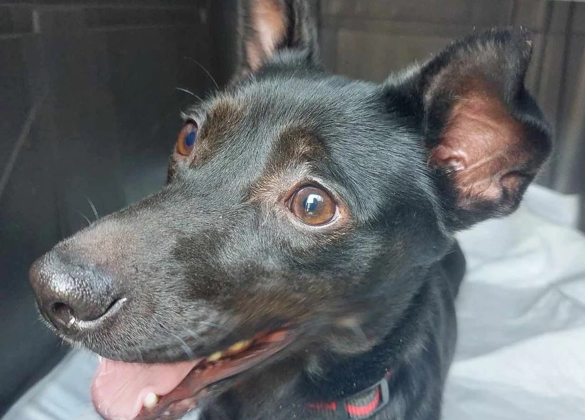 Zarzut znęcania się nad psem usłyszała 20-latka, która zostawiła zwierzę w mieszkaniu w Puławach (Lubelskie) i wyprowadziła się – poinformowała policja. Odwodnioną i wychudzoną suczkę znaleźli funkcjonariusze i pracownicy fundacji Przyjazna Łapa.
