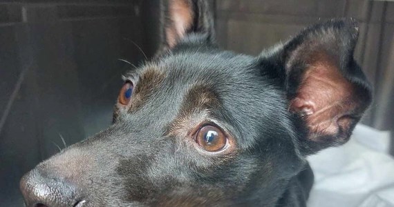 Zarzut znęcania się nad psem usłyszała 20-latka, która zostawiła zwierzę w mieszkaniu w Puławach (Lubelskie) i wyprowadziła się – poinformowała policja. Odwodnioną i wychudzoną suczkę znaleźli funkcjonariusze i pracownicy fundacji Przyjazna Łapa.

