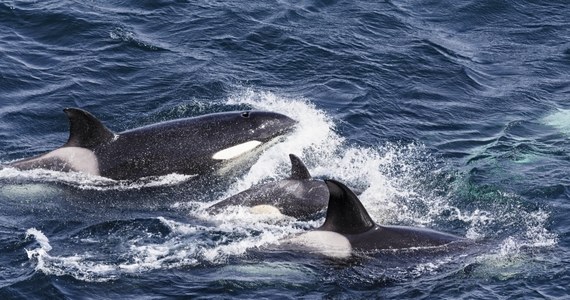Szkoci uczą wieloryby pływać. To cel akcji, która ma zapobiec w przyszłości tragicznym wypadkom, w których giną te ssaki.