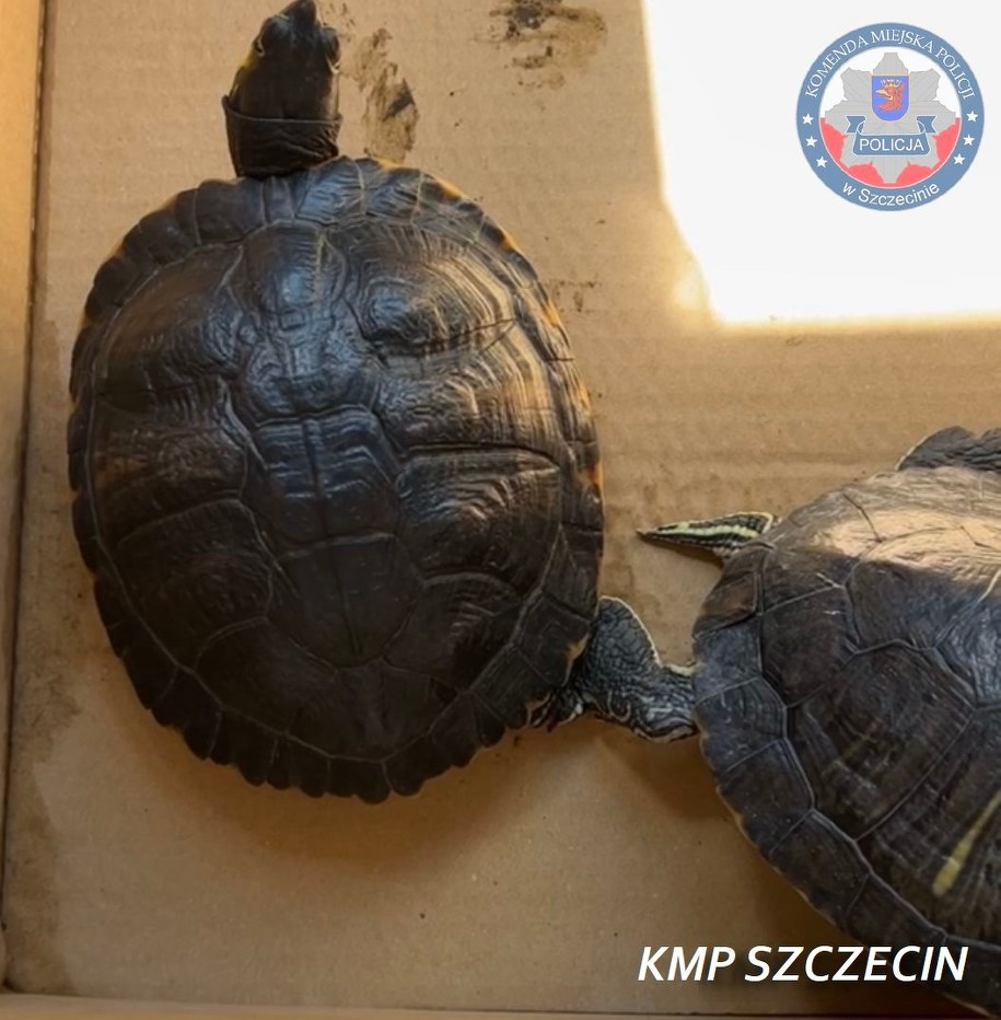 /Policja Szczecin /Policja