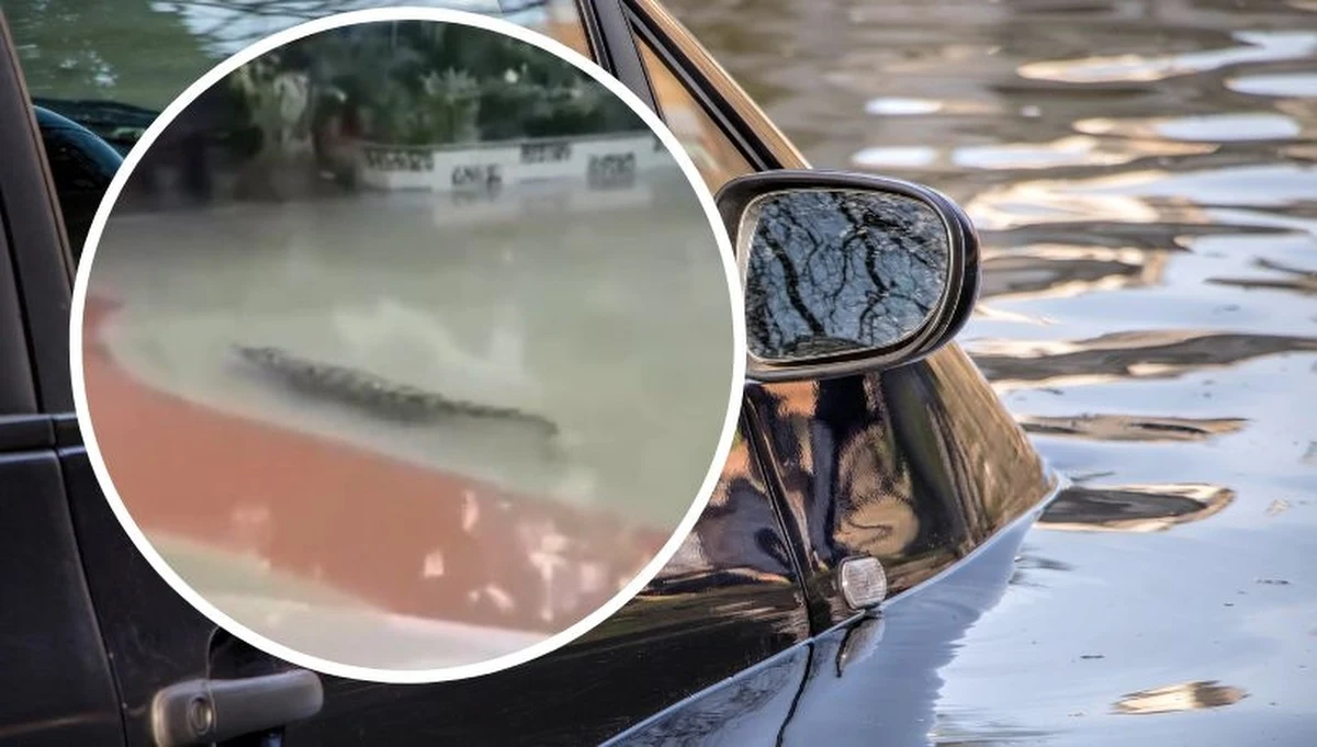 Tragiczne w skutkach ulewy przeszły na południu Chin. Spowodowały liczne osunięcia ziemi, przez które zginęło co najmniej siedem osób w prowincji Kuangsi - podała agencja AP. Wysoki poziom wody umożliwił ucieczkę 75 krokodylom z farmy w miejscowości Maoming w prowincji Guangdong. Jeżeli nie uda się odłowić wszystkich gadów, część z nich może zostać zastrzelona.