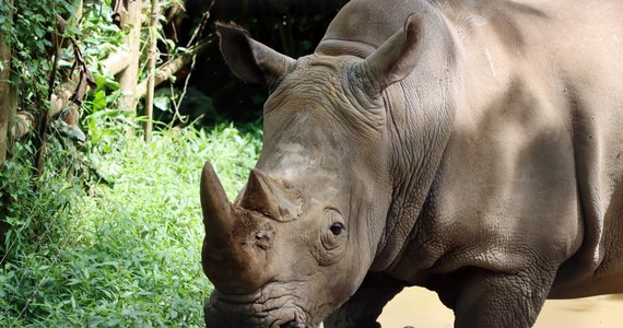 Szokujące sceny rozegrały się w zoo w austriackim Salzburgu. Nosorożec zabił opiekunkę na oczach jej męża. 