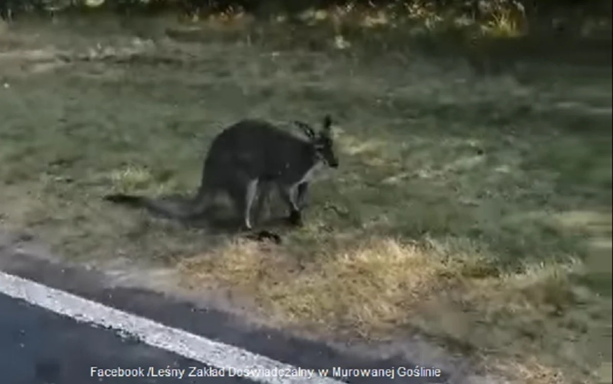 "Hurra, Luluś żyje" - tak o poszukiwanym w Wielkopolsce od kilku dni kangurze napisał w mediach społecznościowych Leśny Zakład Doświadczalny w Murowanej Goślinie. Instytucja przypomina, że choć kangury są postrzegane jako przyjazne stworzenia, to w sytuacji stresowej mogą okazać się nieprzewidywalne.