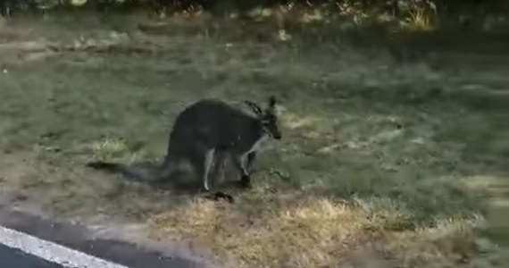 "Hurra, Luluś żyje" - tak o poszukiwanym w Wielkopolsce od kilku dni kangurze napisał w mediach społecznościowych Leśny Zakład Doświadczalny w Murowanej Goślinie. Instytucja przypomina, że choć kangury są postrzegane jako przyjazne stworzenia, to w sytuacji stresowej mogą okazać się nieprzewidywalne.