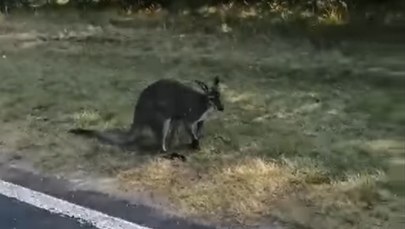 Ciąg dalszy historii poszukiwanego kangura. Są nowe nagrania