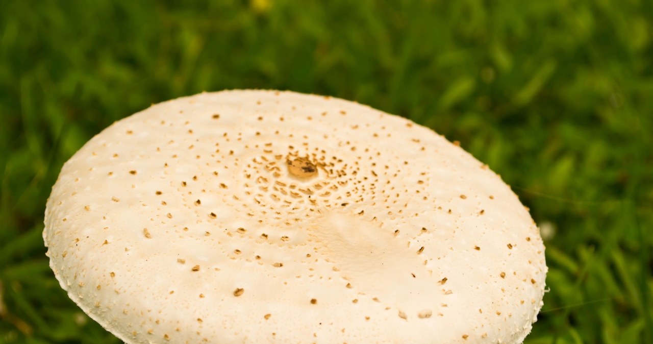 Tak fazy Księżyca wpływają na grzyby. Ekspert radzi, kiedy wybrać się do lasu