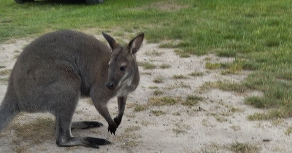 "Świetna wiadomość, nasz kangur lokalny już w domu!" - napisał tuż przed godziną 12 w mediach społecznościowych Leśny Zakład Doświadczalny w Murowanej Goślinie. Poszukiwanie zwierzęcia rozpoczęło się w weekend.